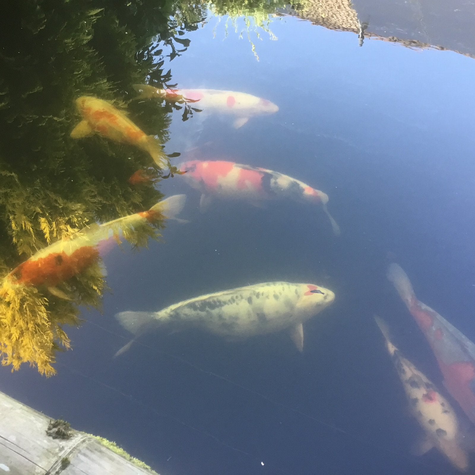 deze zwart/witte met rood mag mijn vijver verlaten 135 euro, Karper of Koi