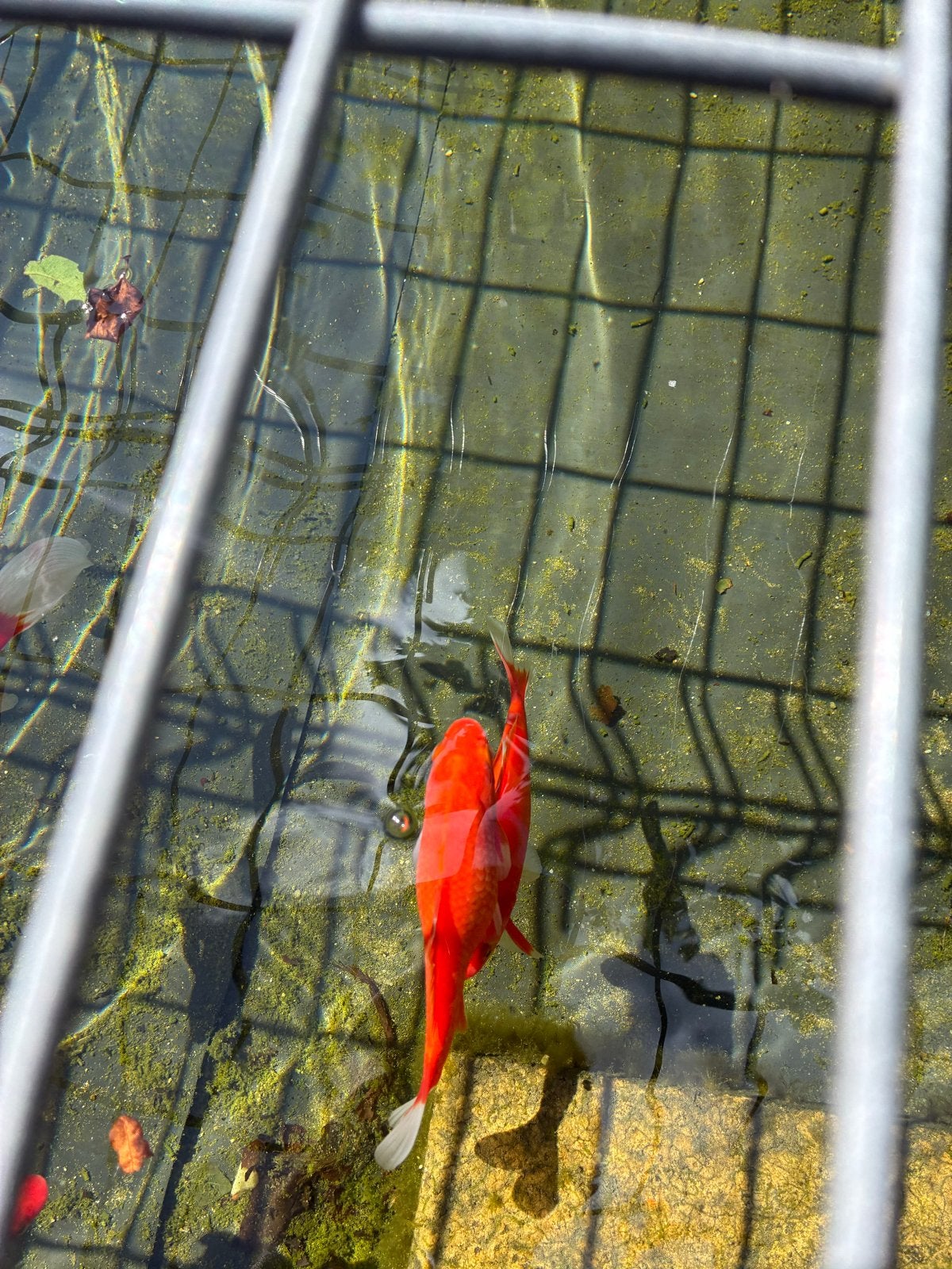 4 Goudvissen gratis af te halen, Dieren en Toebehoren, Goudvis(sen)