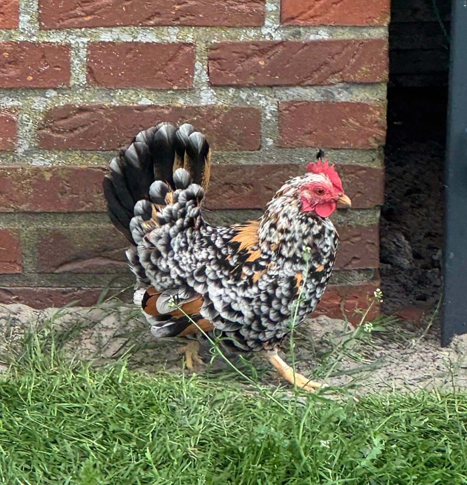 Te koop: Hollandse Krielen – Porselein, Meerdere dieren, Kip