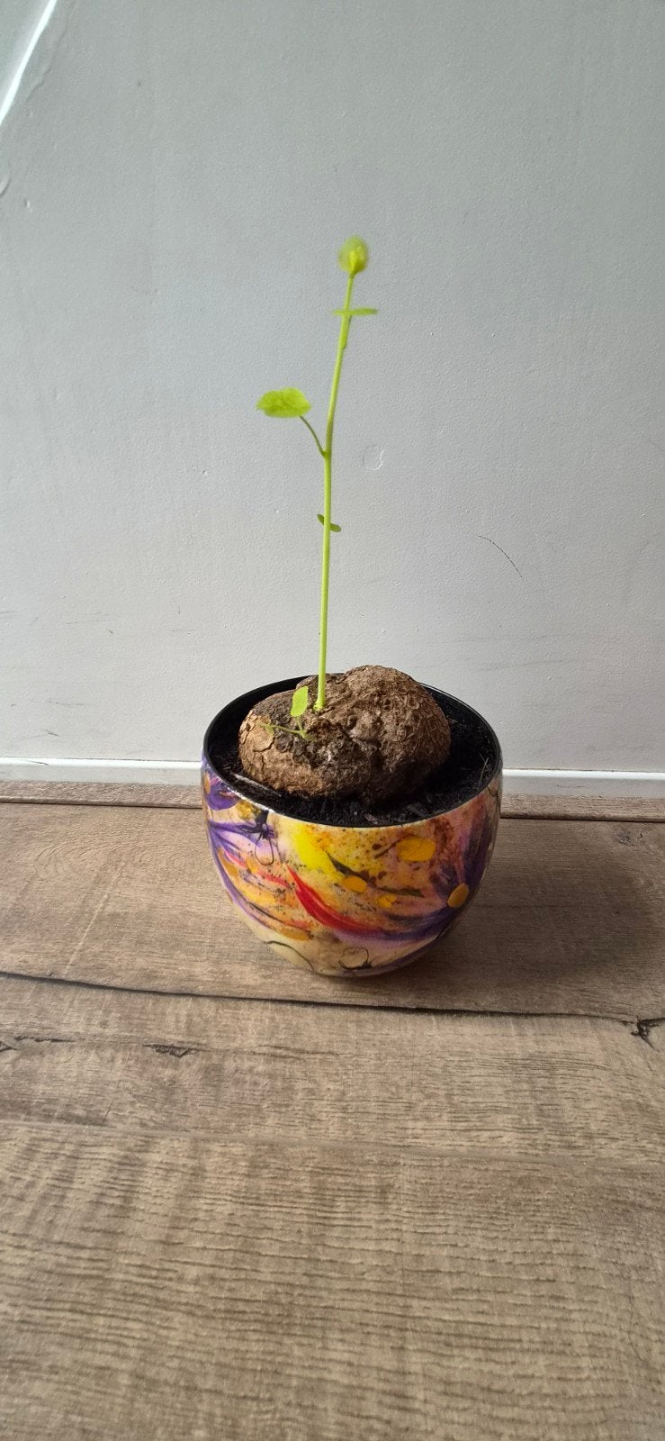 Stephania erecta zeer groot, Tuin en Terras, Ophalen, Overige soorten, Volle zon