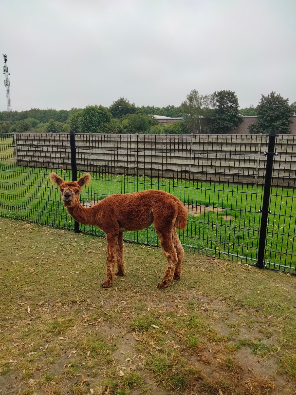 Te koop Lieve Alpaca ruin twee jaar , AAB geregistreerd, Dieren en Toebehoren, Juli, Mannelijk
