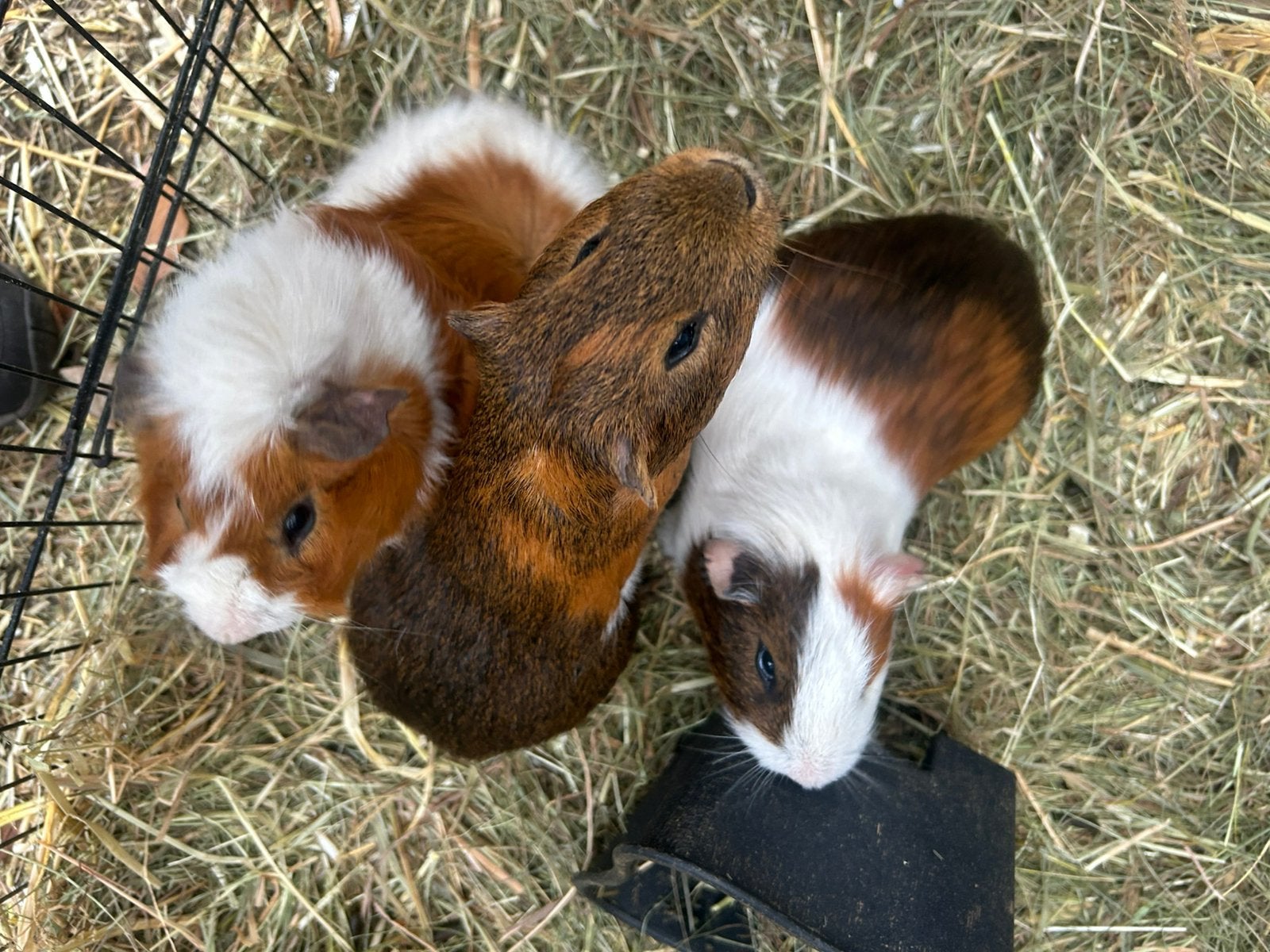 Drie cavia mannetjes met hok, Oktober, Mannelijk, Cavia