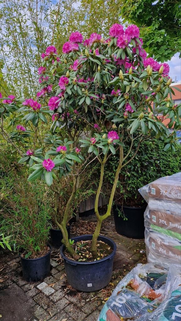Meerstammige Rhododendron, Ophalen, Overige soorten, Halfschaduw
