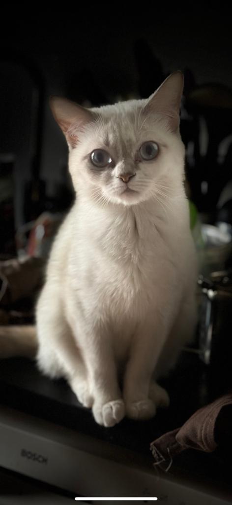Zeer mooie poes 3/4 sphynx 1/4 perzisch, Dieren en Toebehoren, Katten en Kittens | Raskatten | Korthaar, Poes