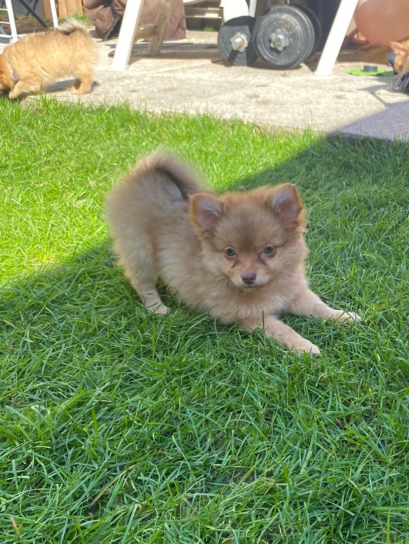 Nog 6 superlieve & mooie PomChi (PomeriaanxChihuahua) pups️, Overige rassen, 8 tot 15 weken, CDV (hondenziekte), Meerdere