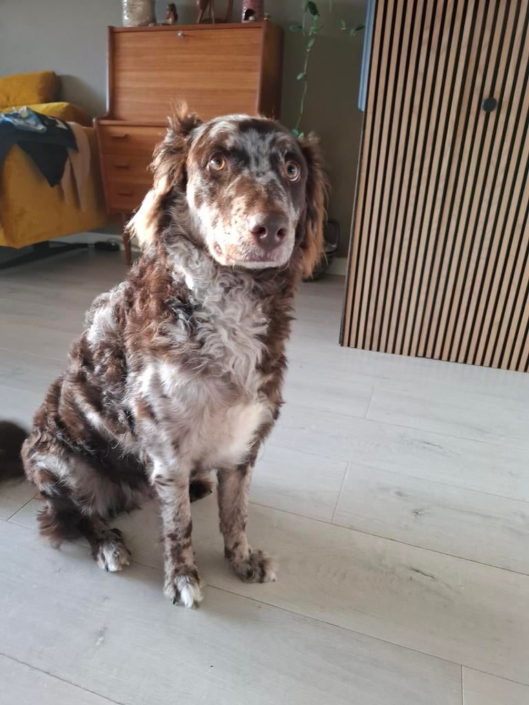 Mudi Ollie van net 2 jaar oud., Dieren en Toebehoren, Honden | Herdershonden en Veedrijvers, Reu, 1 tot 2 jaar, Parvo, Eén hond
