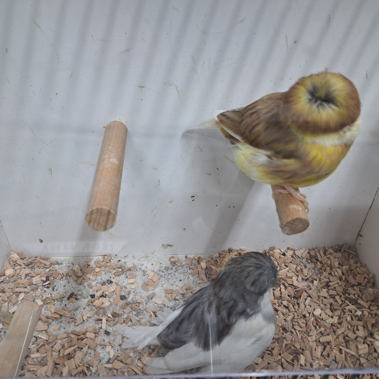 TE KOOP GEVRAAGD PAAR KOPPEL GLOSTERS, Dieren en Toebehoren, Meerdere dieren, Kleurkanarie