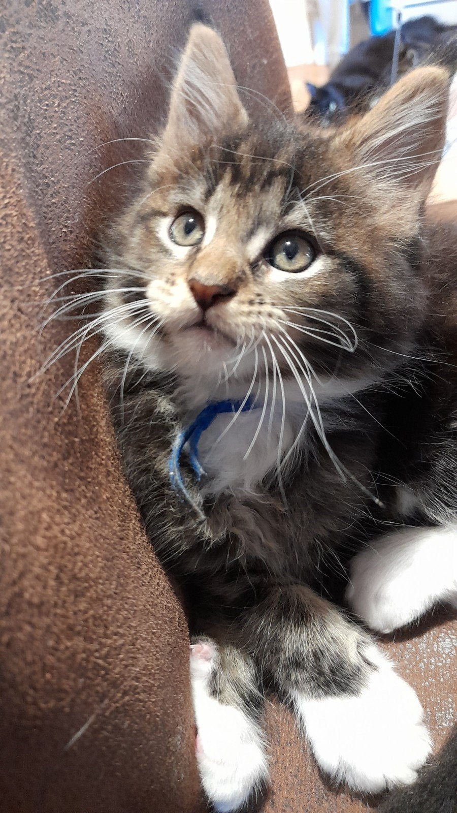 Mooie Maine Coon katertje met stamboom, Kater, Met stamboom, 0 tot 2 jaar