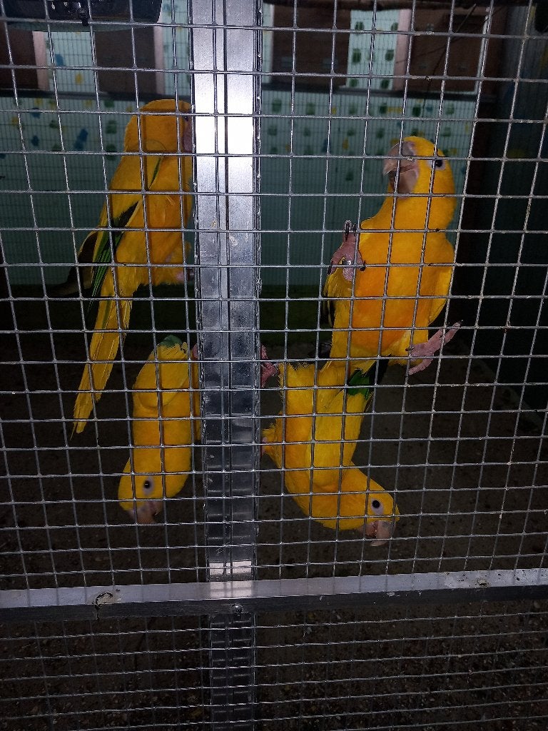 goudparkieten te koop of ruilen, Dieren en Toebehoren, Meerdere dieren, Parkiet, Tam