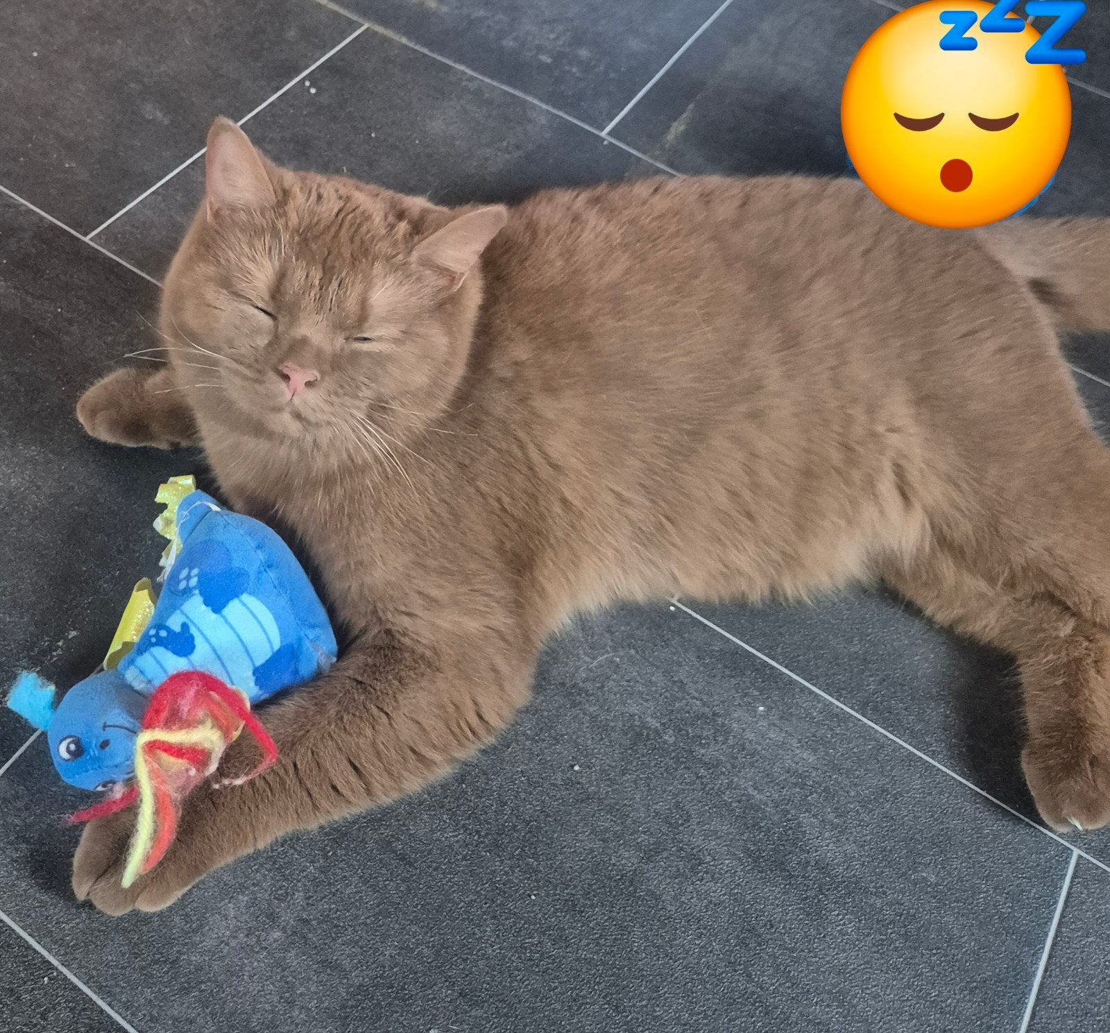 Lieve britse korthaar cinamon poes te koop zonder stamboom., Poes