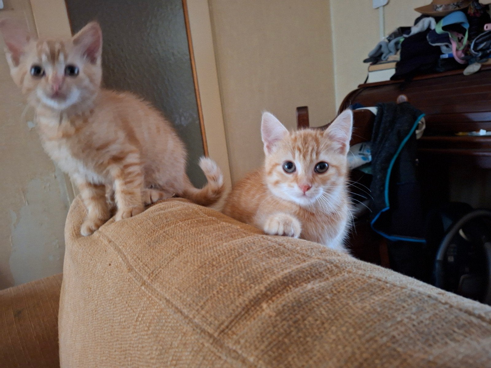 Kittens 8 weken oud mogen per direct naar hun forever home, Dieren en Toebehoren, Meerdere dieren, Kortharig, 0 tot 2 jaar