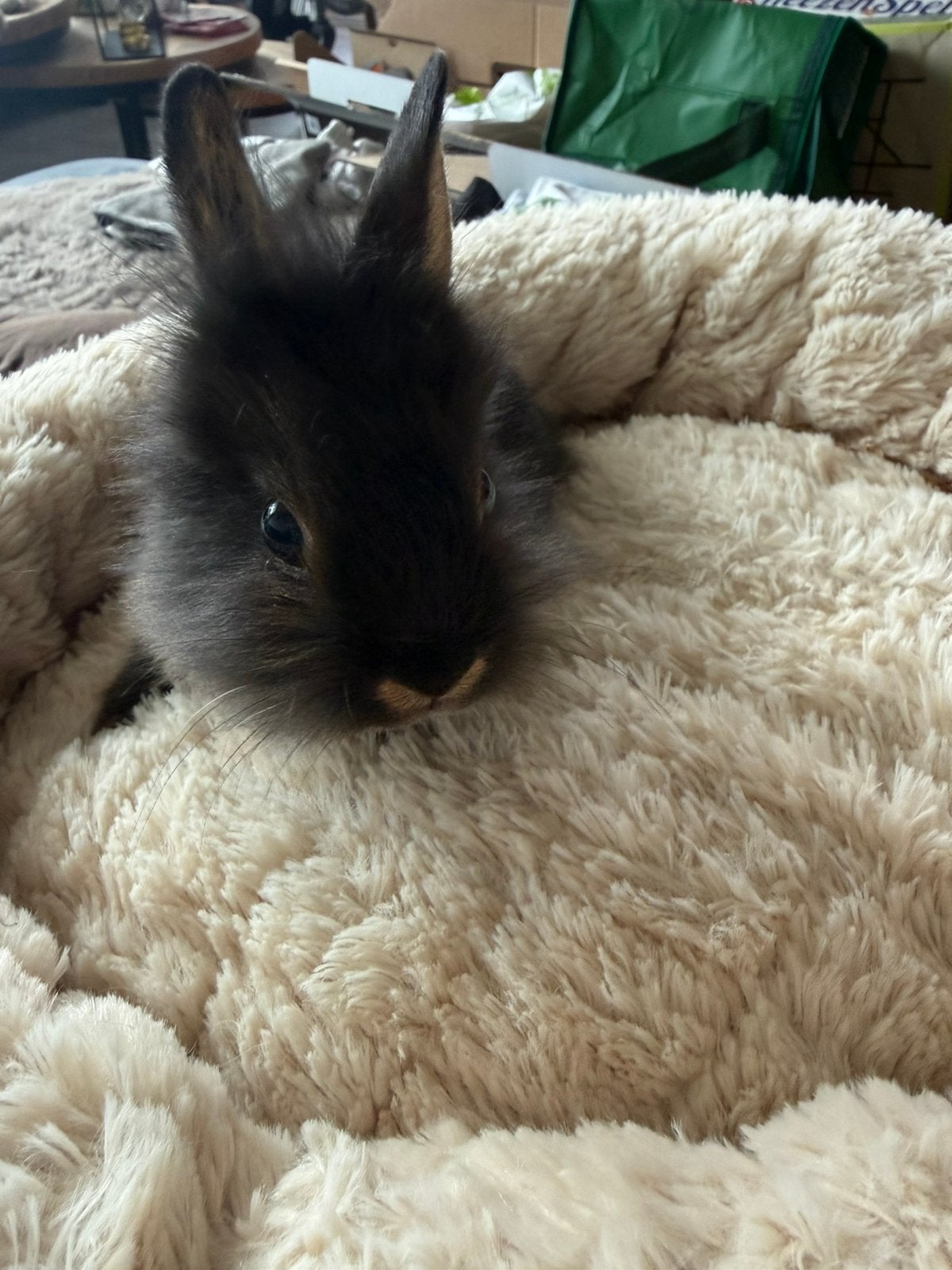 4 lieve jonge konijntjes, Dieren en Toebehoren, Konijnen, Meerdere dieren, Klein, 0 tot 2 jaar