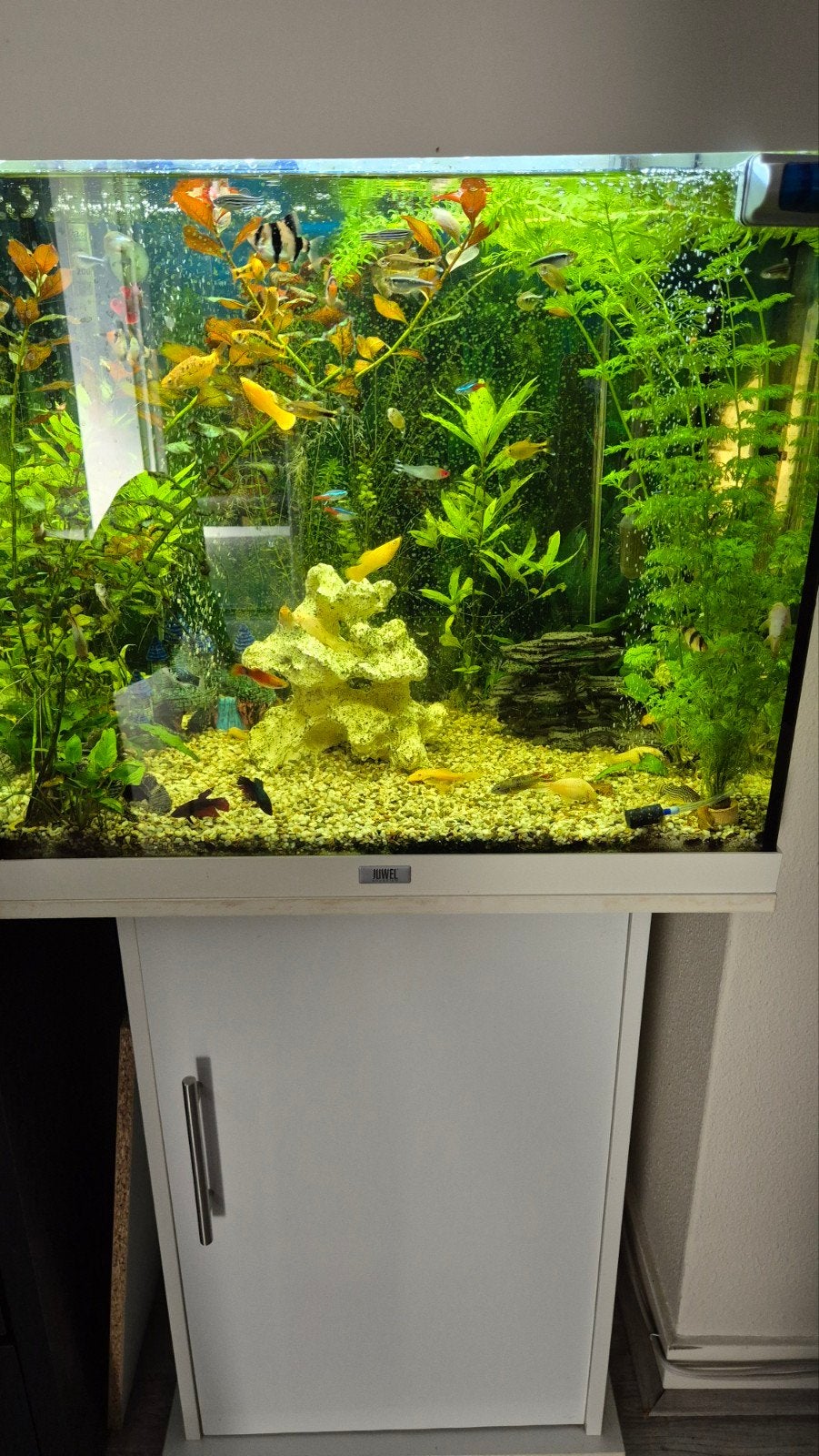 Aquarium Juwel met buitenfilter en vissen, Dieren en Toebehoren, Ophalen of Verzenden, Zo goed als nieuw, Leeg aquarium, Verwarming