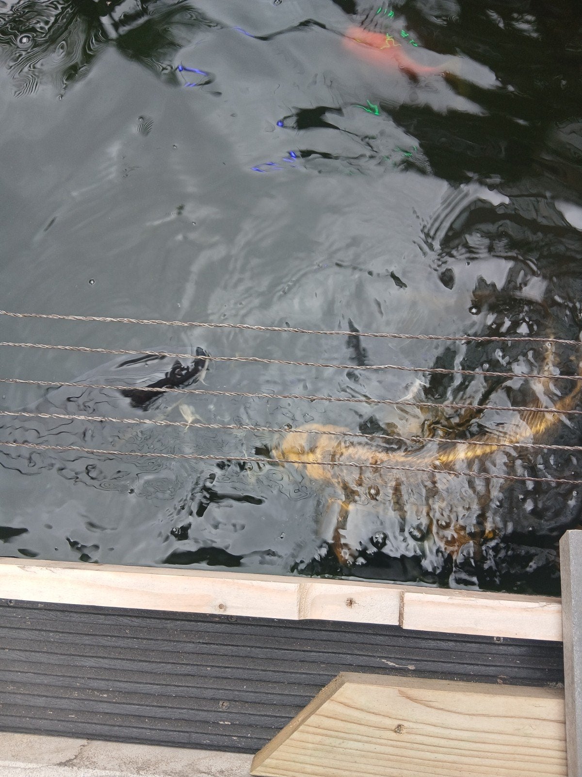 mooie koi karpers, Karper of Koi