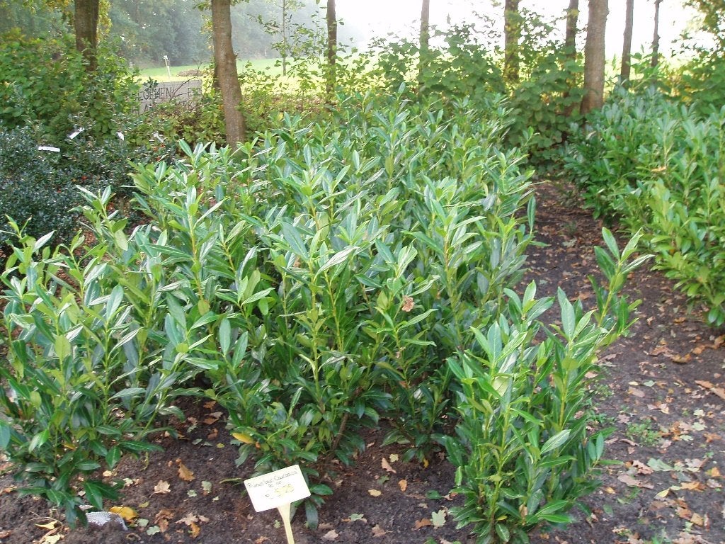 Laurier, Laurierkers, Prunus, Portugese laurier, Tuin en Terras, Ophalen, Laurier, Haag, 100 tot 250 cm
