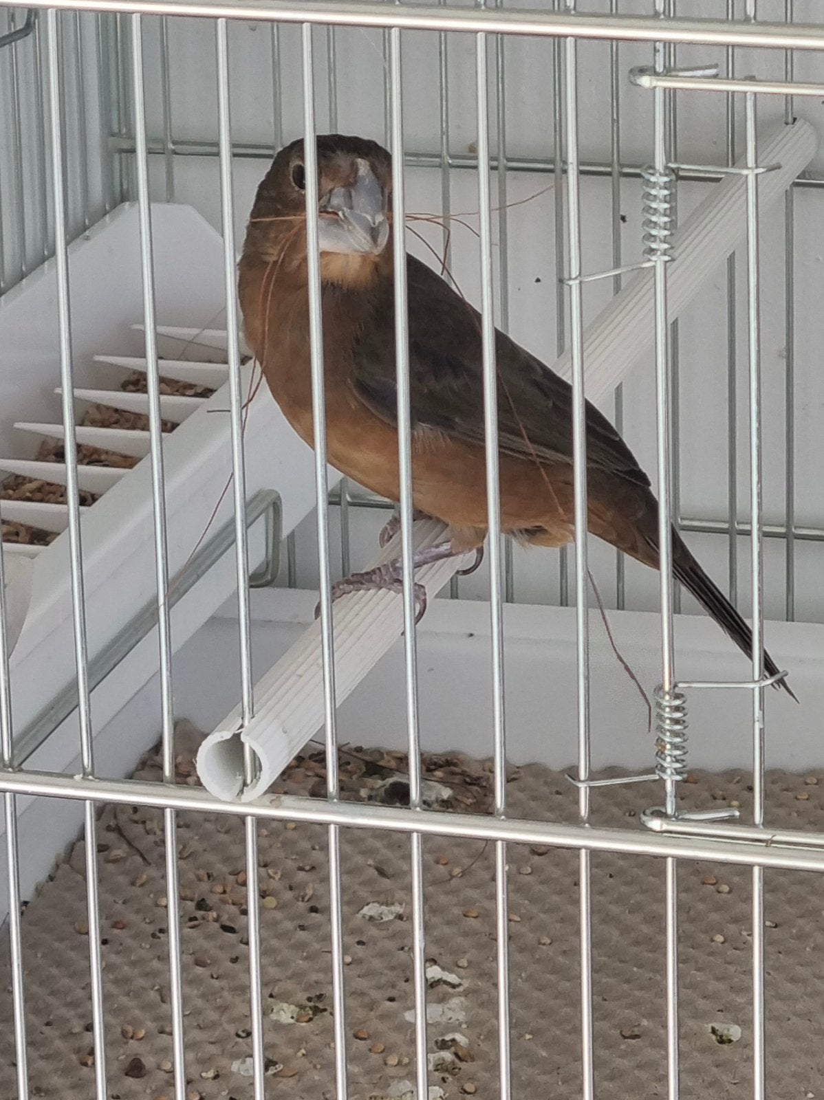Twatwa witbek, Twa Twa, Dieren en Toebehoren, Vrouwelijk