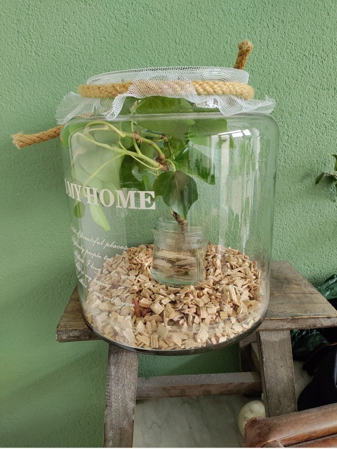 Complete bak 3 wandelende takken, Dieren en Toebehoren