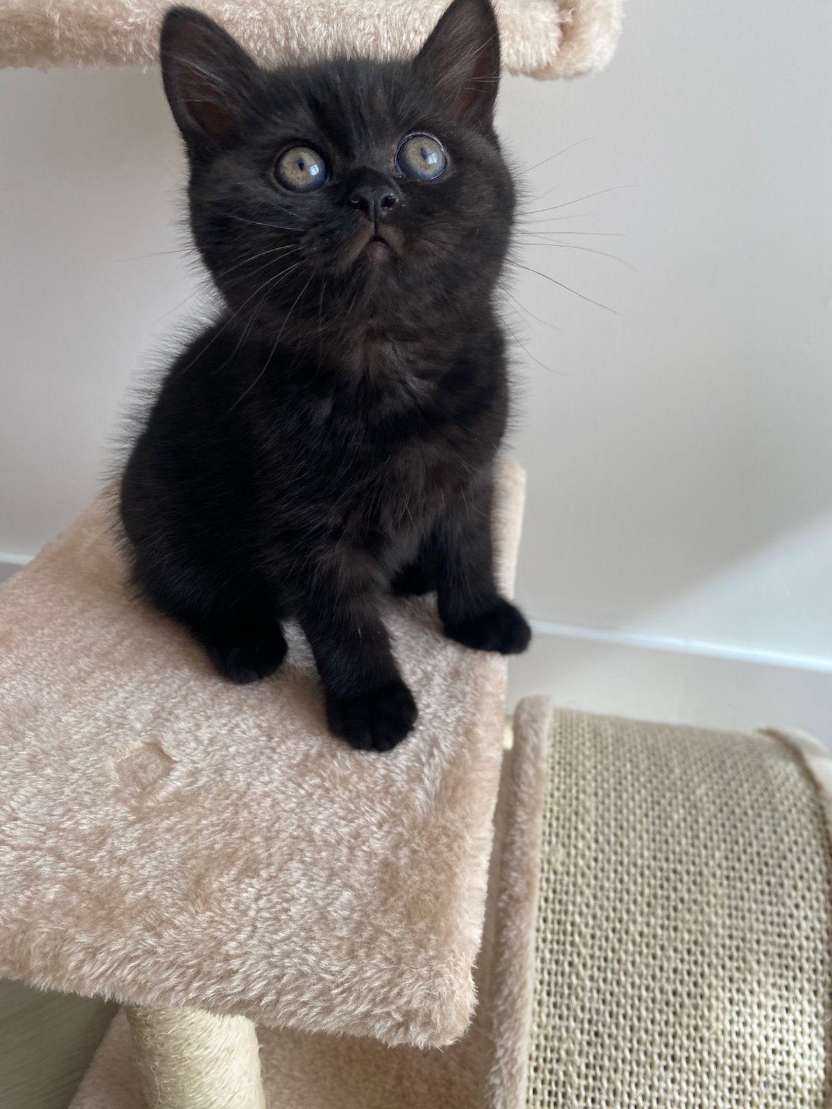 Brits korthaar, Poes, 0 tot 2 jaar