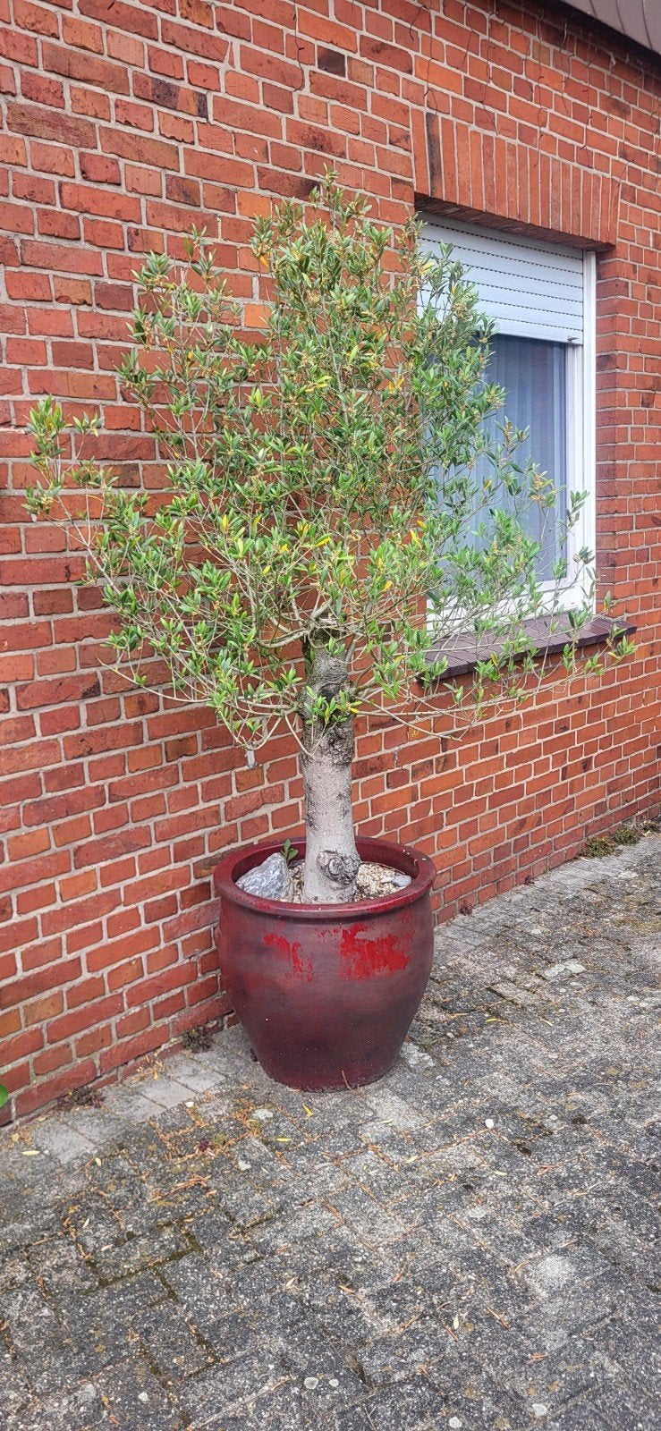 Olijf boom, 100 tot 250 cm, Olijfboom, Zomer, Ophalen