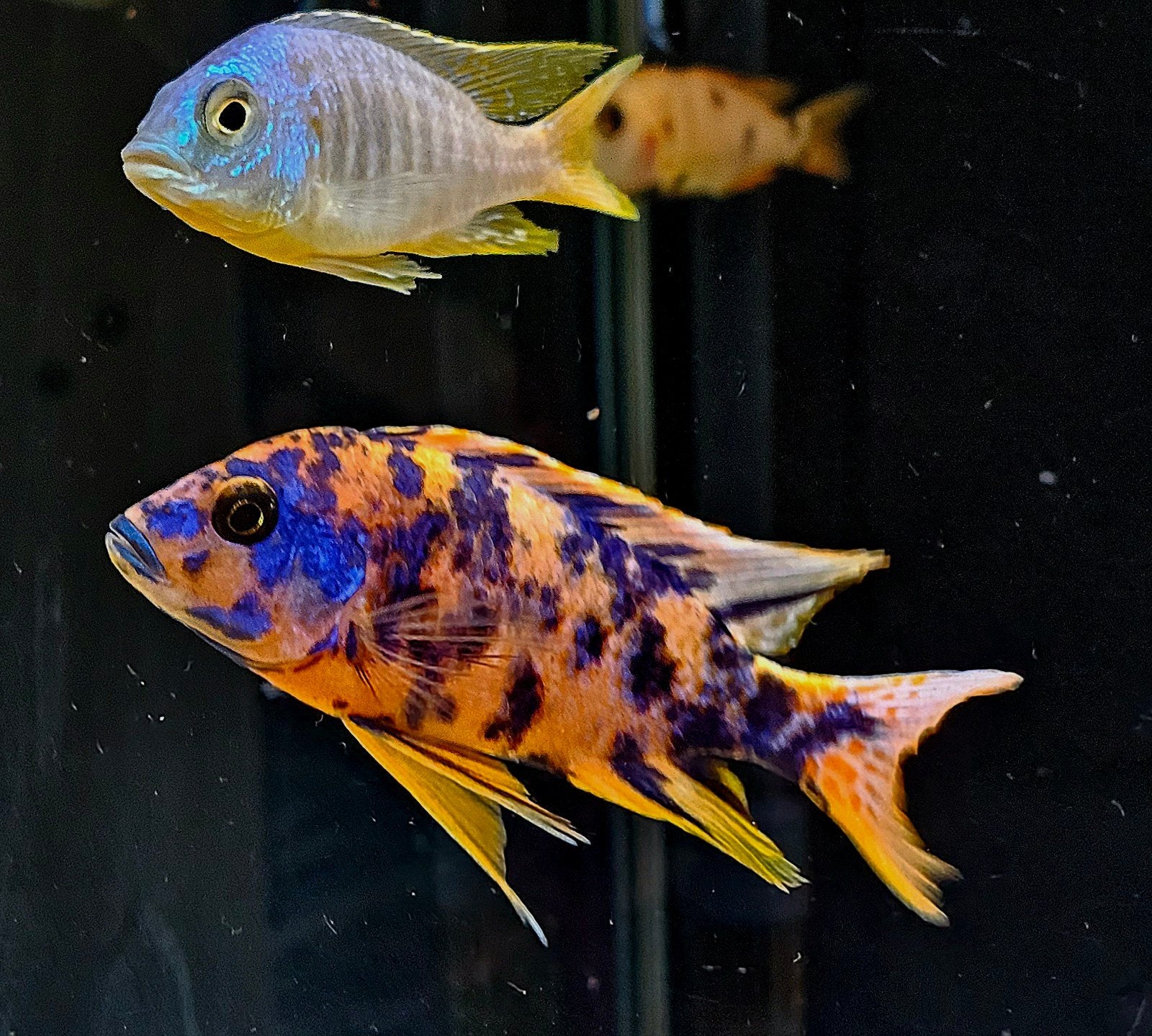 Laatste Aulonocara Orange Blotched showman (VERKOCHT), Vis