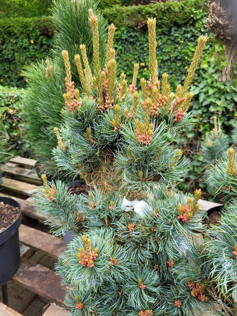 Pinus parviflora 'Negishi' - Japanse witte den, Tuin en Terras, Volle zon, Vaste plant, Bloeit niet, Ophalen