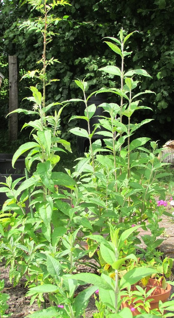 vlinderstruik vaste plant in uw tuin, Volle zon, Vaste plant, Zomer, Ophalen