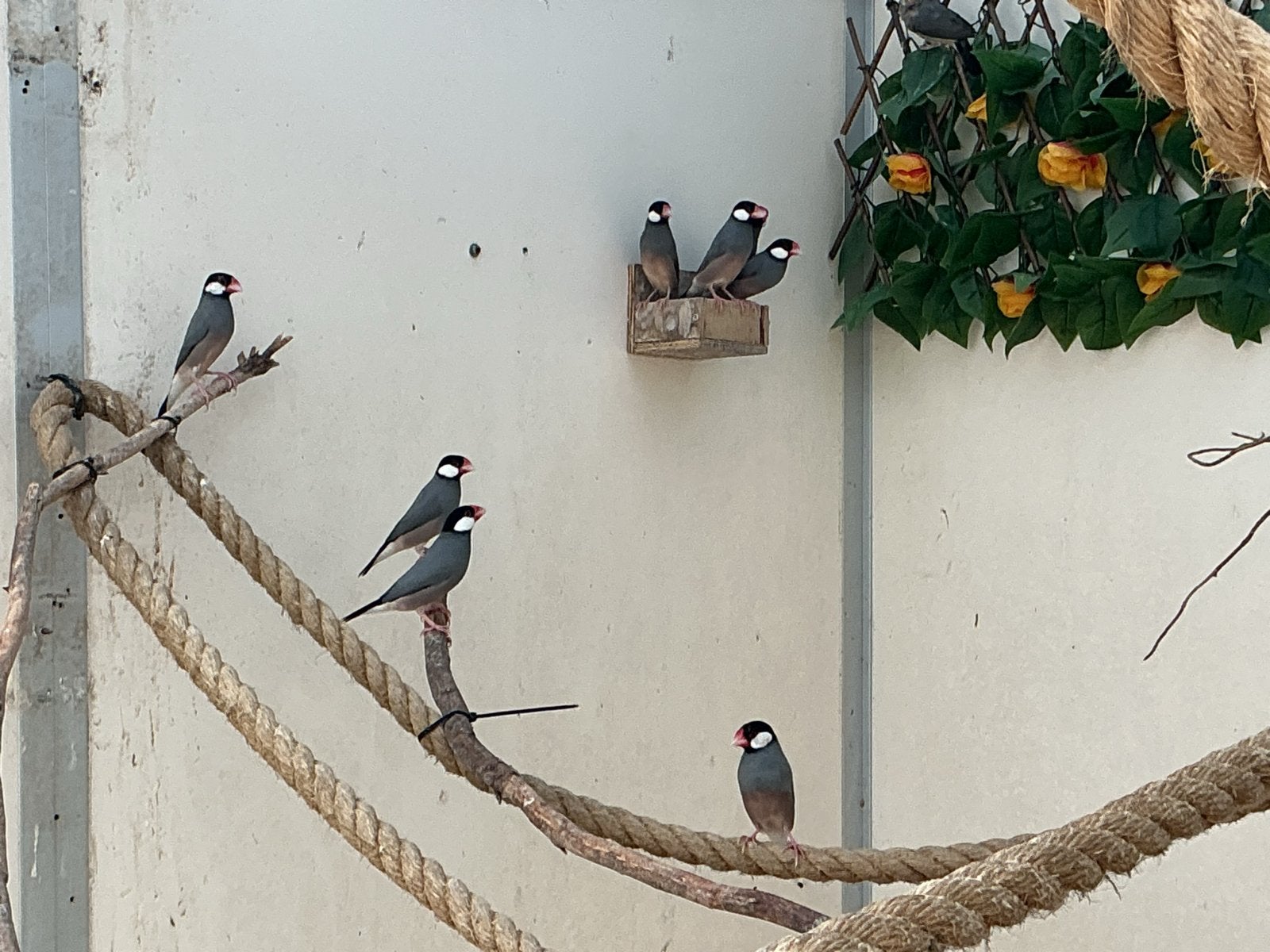 Ristvogels, Dieren en Toebehoren, Meerdere dieren