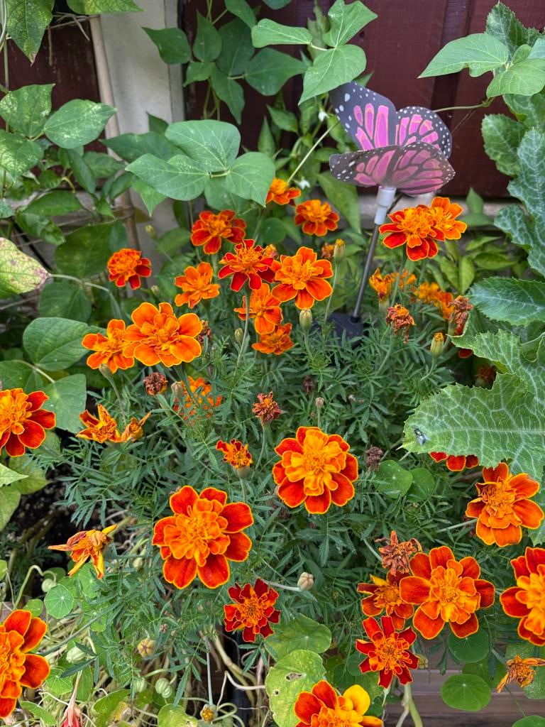 Afrikaantjes zaden - Marigold, Ophalen of Verzenden, Voorjaar, Volle zon, Zaad