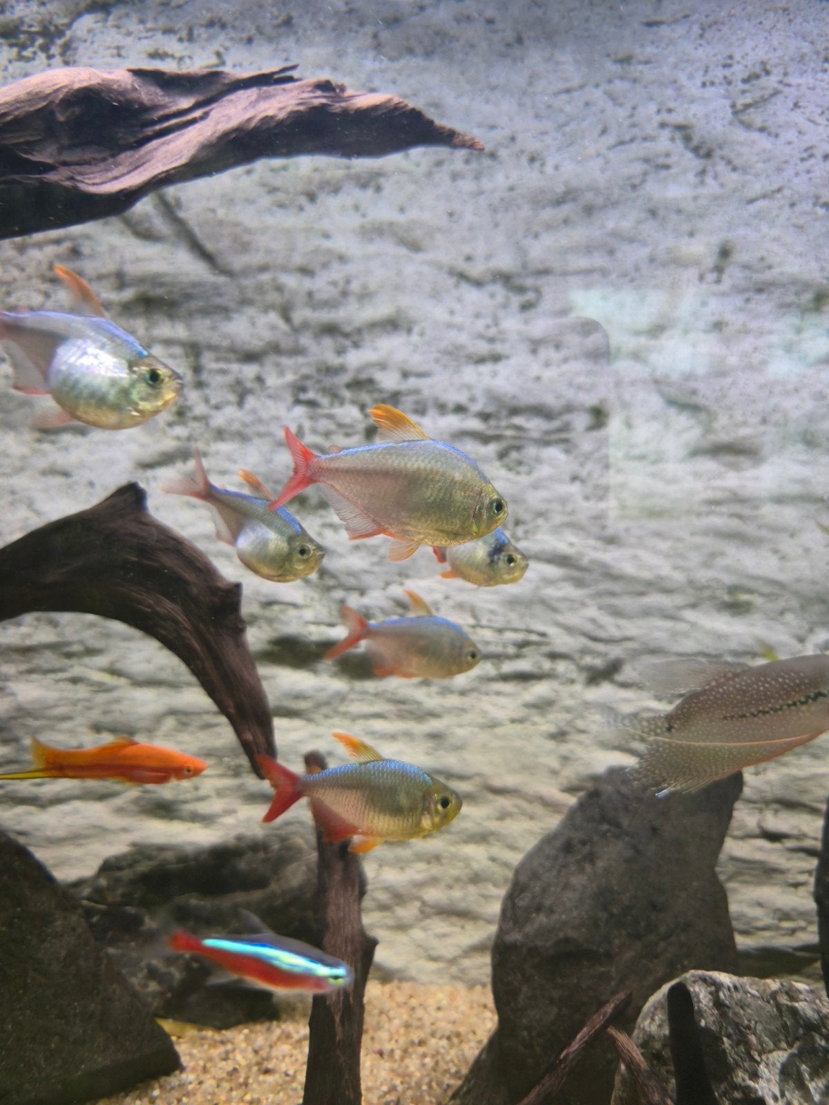 Colombia tetra's 6x, Dieren en Toebehoren, Vissen | Aquariumvissen, Vis