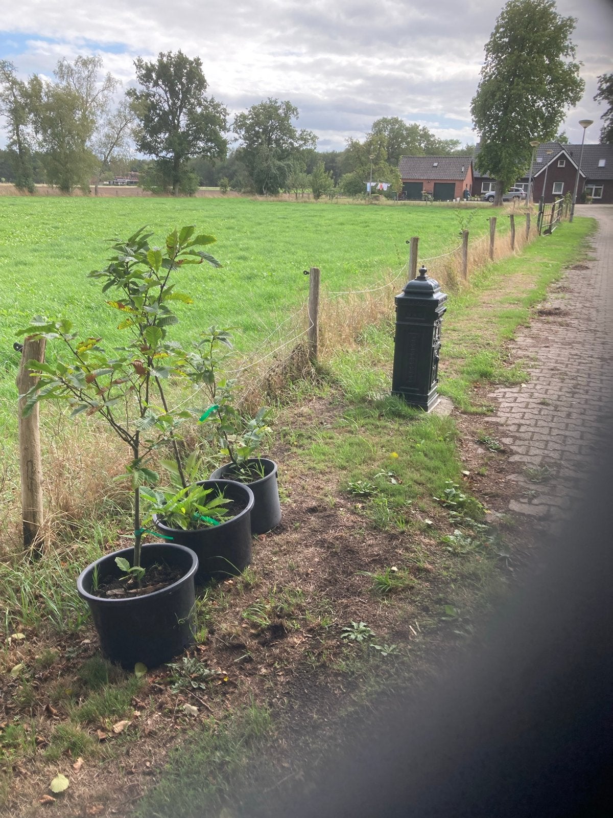 Biologische bomen in pot mooi formaat bomen onbespoten!, Ophalen