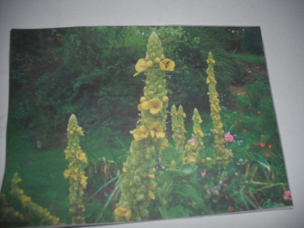 Toorts (Verbascum) planten - Gele bloemen, Tuin en Terras, Volle zon, Tweejarig, Zomer, Ophalen