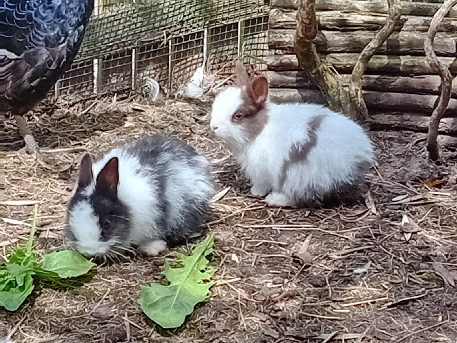Baby konijntjes, jonge konijnen, Dieren en Toebehoren, Konijnen, Meerdere dieren, Klein, 0 tot 2 jaar