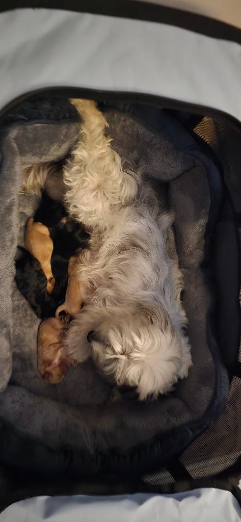 Maltipoo, Poedel, 8 tot 15 weken, Meerdere, Meerdere dieren