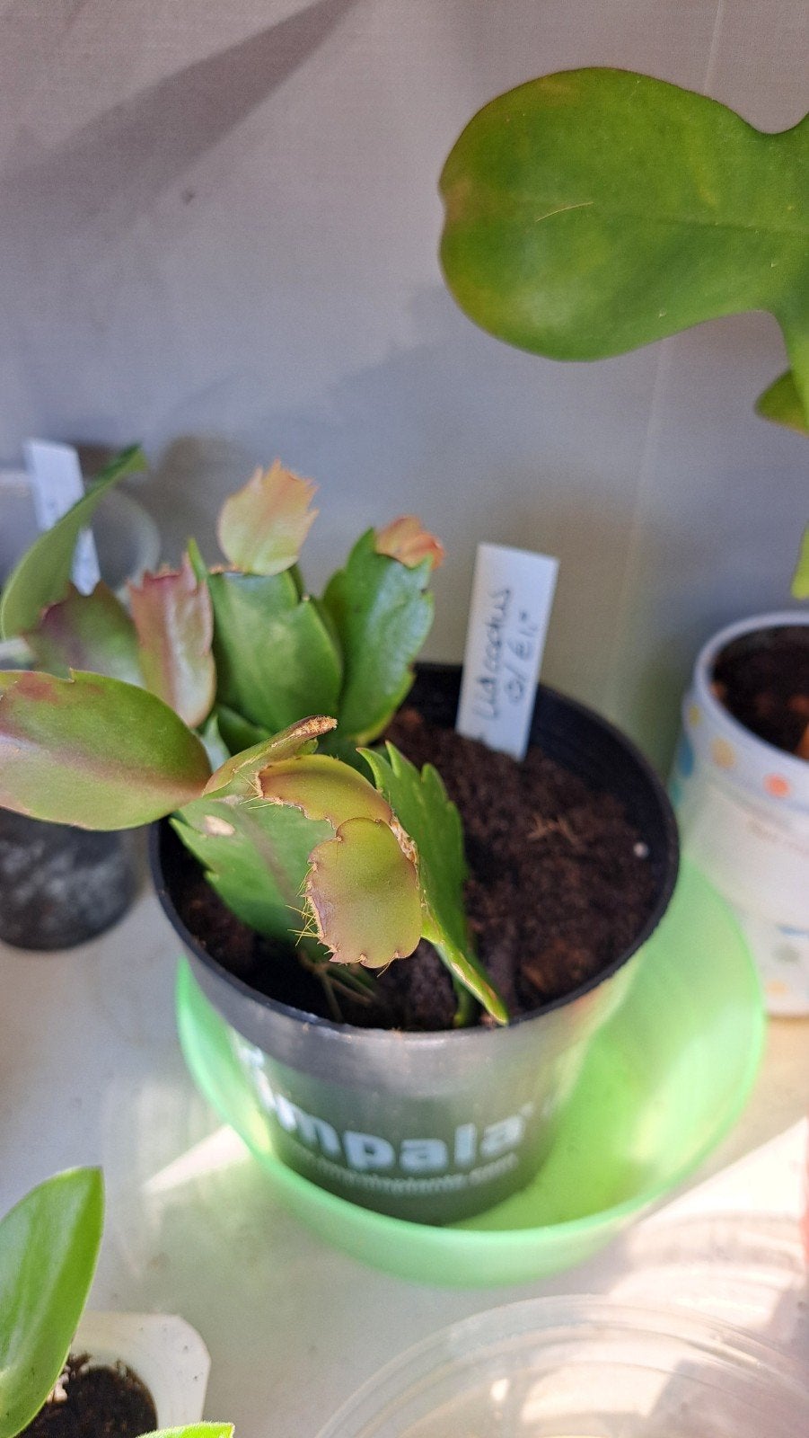 Lidcactus, Ophalen, Halfschaduw, Minder dan 100 cm