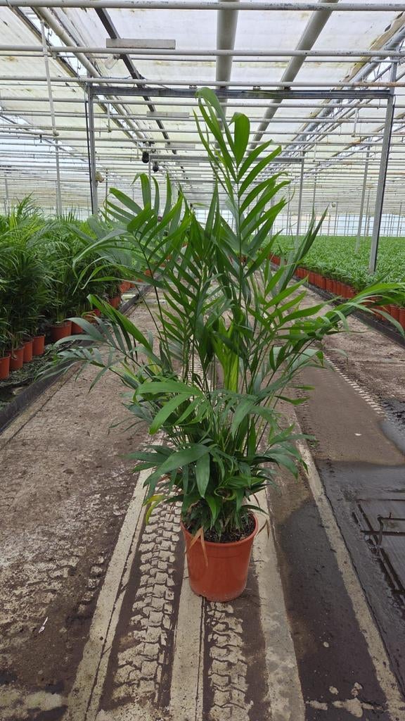 Chamaedorea Cataractarum P24, 120 cm hoog. Sterke kamer palm, Ophalen, 100 tot 150 cm, Palm, Halfschaduw