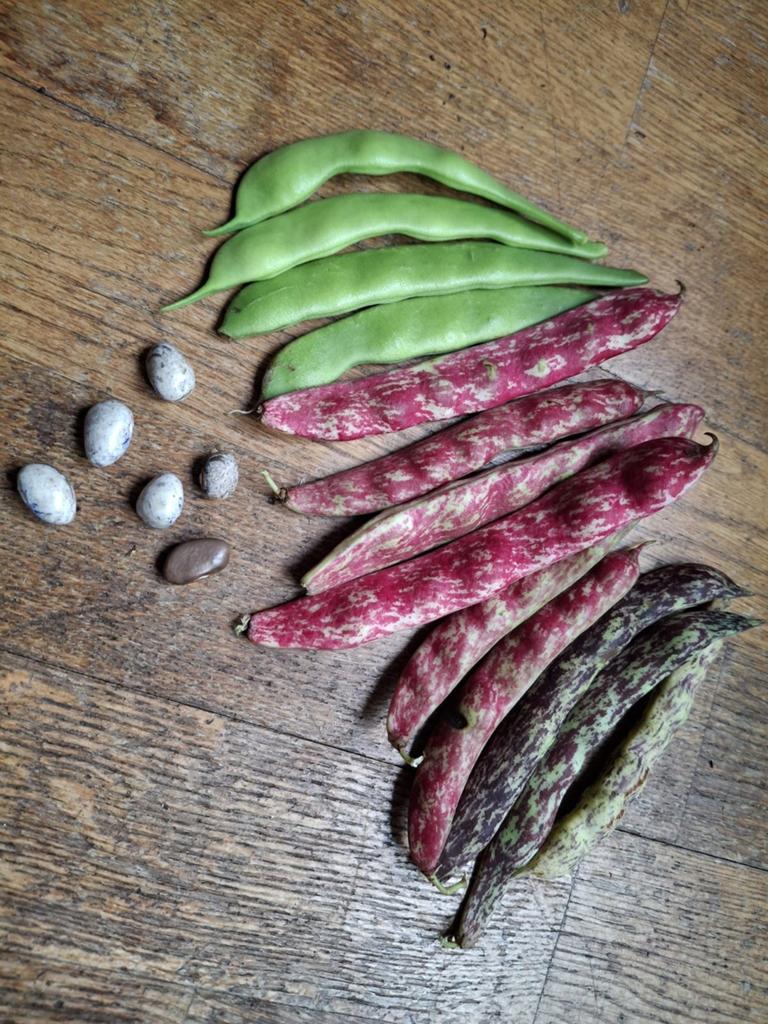 Uit de biologische moestuin: Stok, pronk en bruine bonen., Ophalen of Verzenden, Voorjaar, Volle zon, Zaad