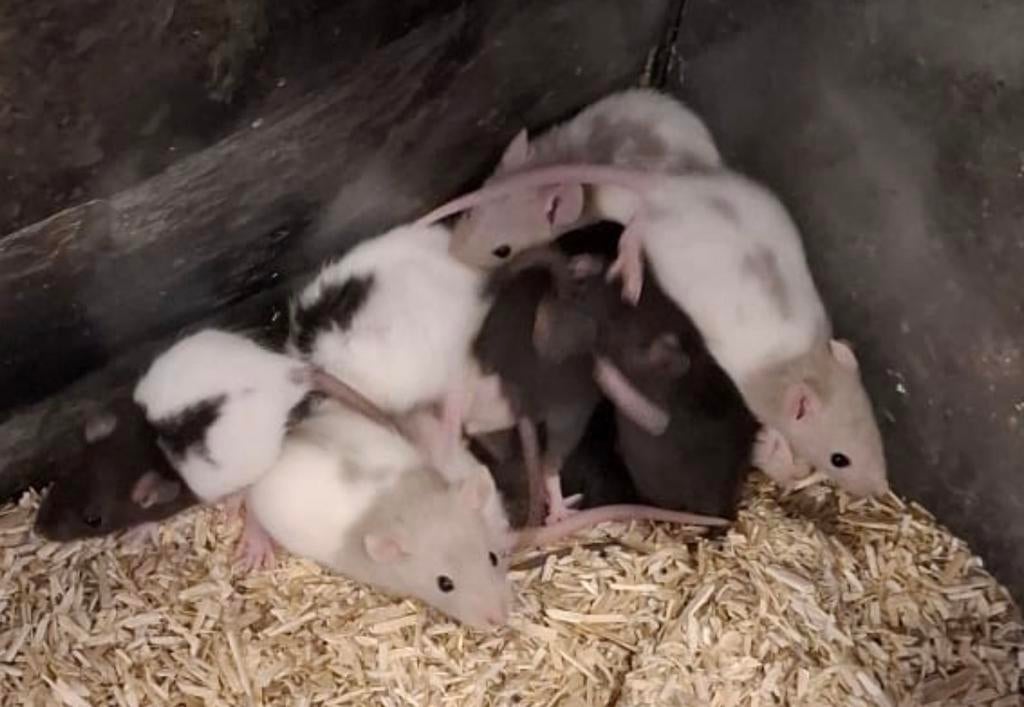 Baby rittens , ratjes, Dieren en Toebehoren, Knaagdieren, Rat, Maart, Meerdere dieren, Tam