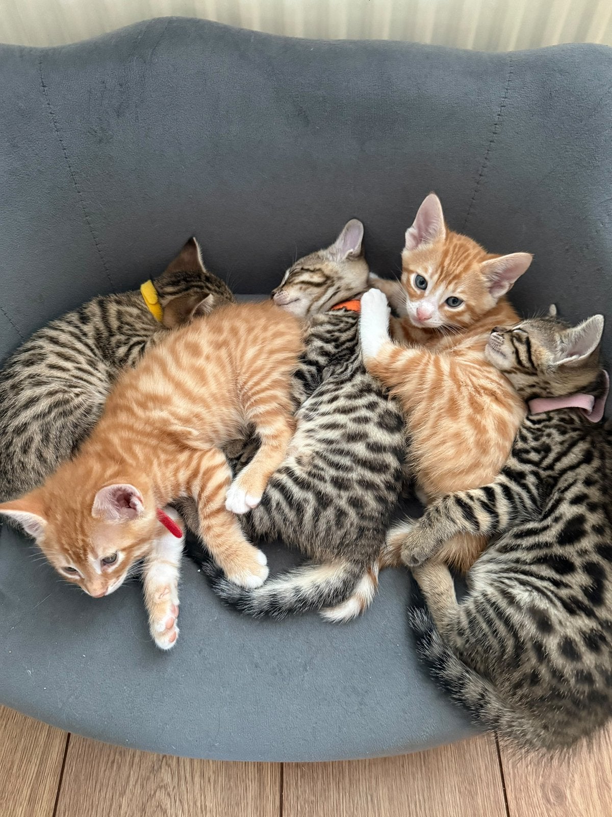 Prachtig nest bijzondere bengaalse kittens, Dieren en Toebehoren, Meerdere dieren, Ontwormd, 0 tot 2 jaar