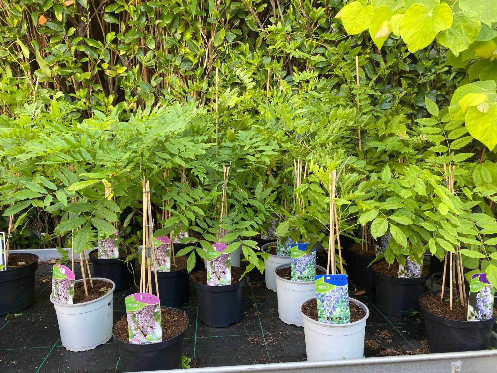 Wisteria Sinensis 'Prolific', 'Caroline' en 'Rosea' - Blauwe, Tuin en Terras, Ophalen, Volle zon, Vaste plant, Klimplanten
