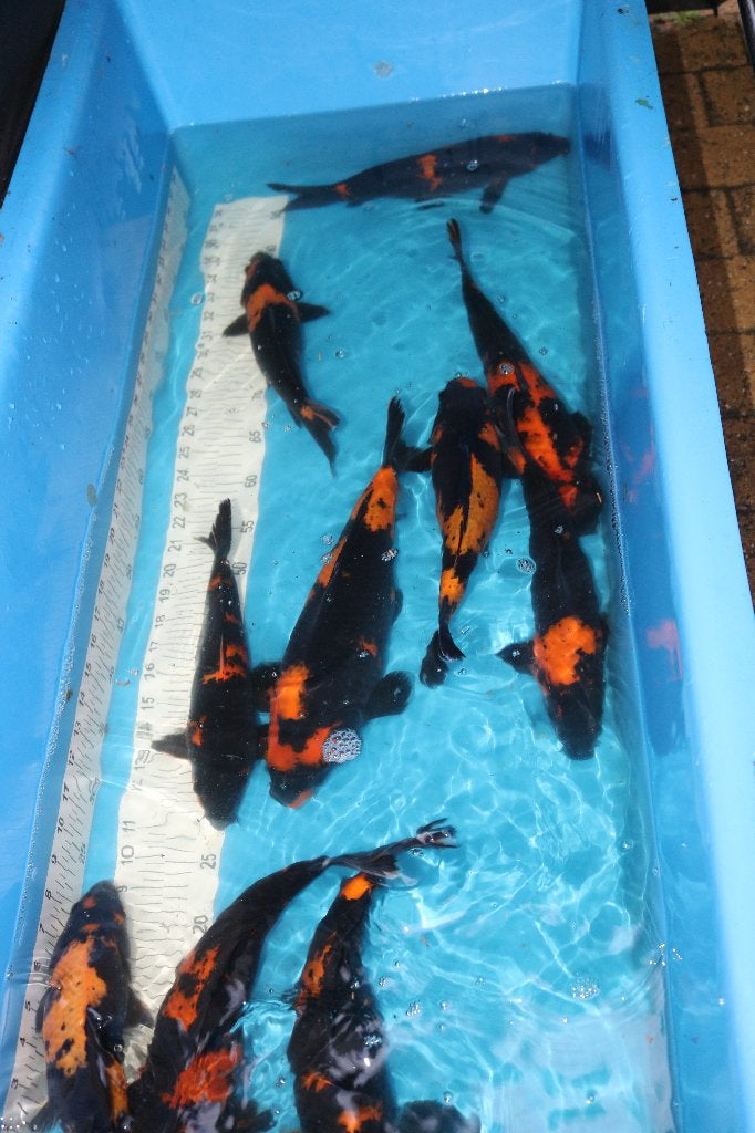Hi Utsuri koi, Dieren en Toebehoren, Karper of Koi
