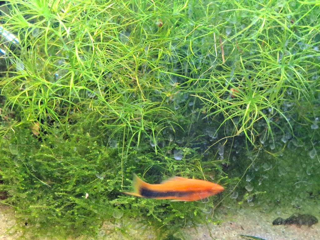 jonge visjes zwaarddragers - Xiphophorus helleri, Dieren en Toebehoren, Vis, Zoetwatervis, Schoolvis