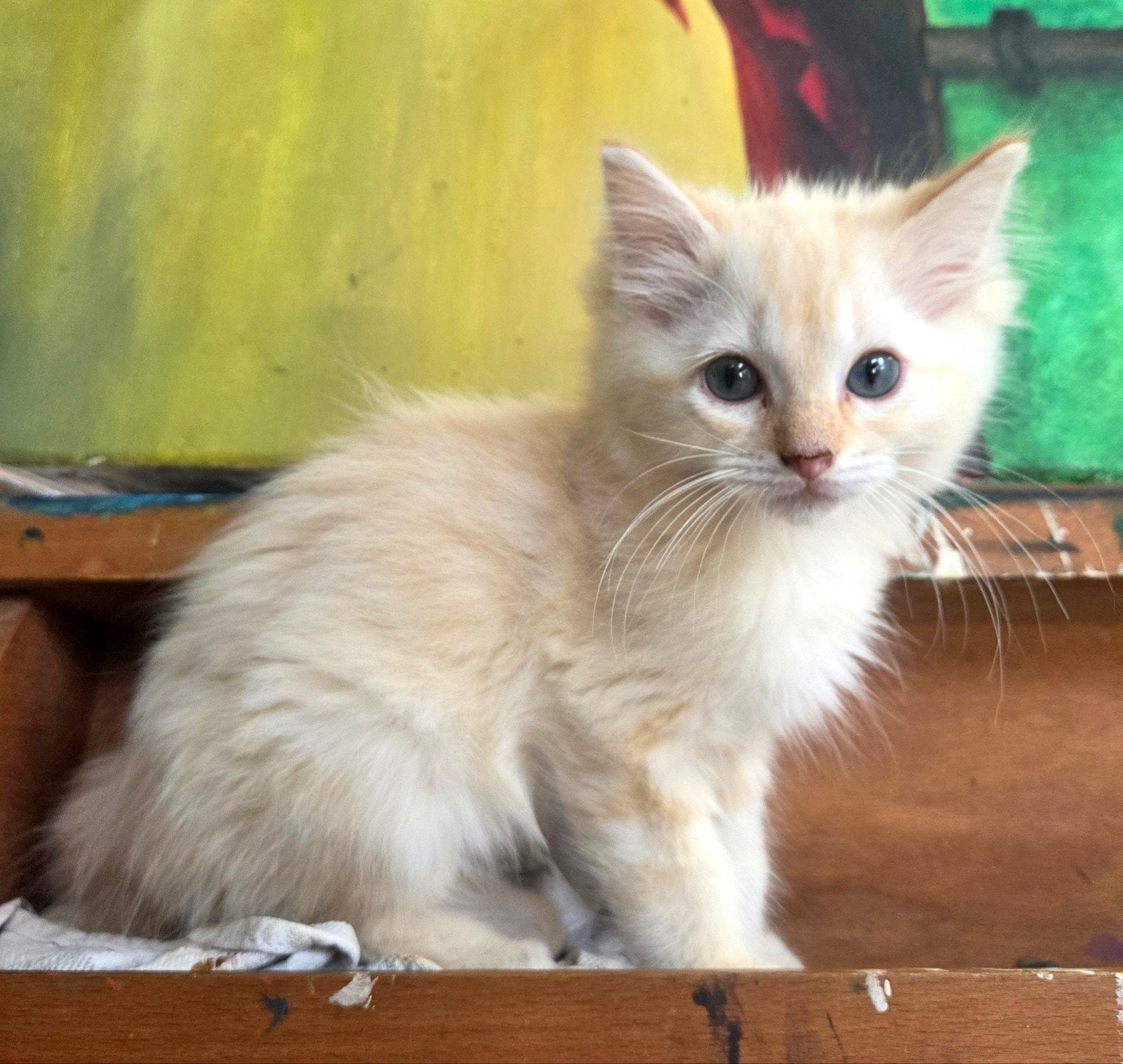 Super Lieve Rode ragdoll kitten!, Kater