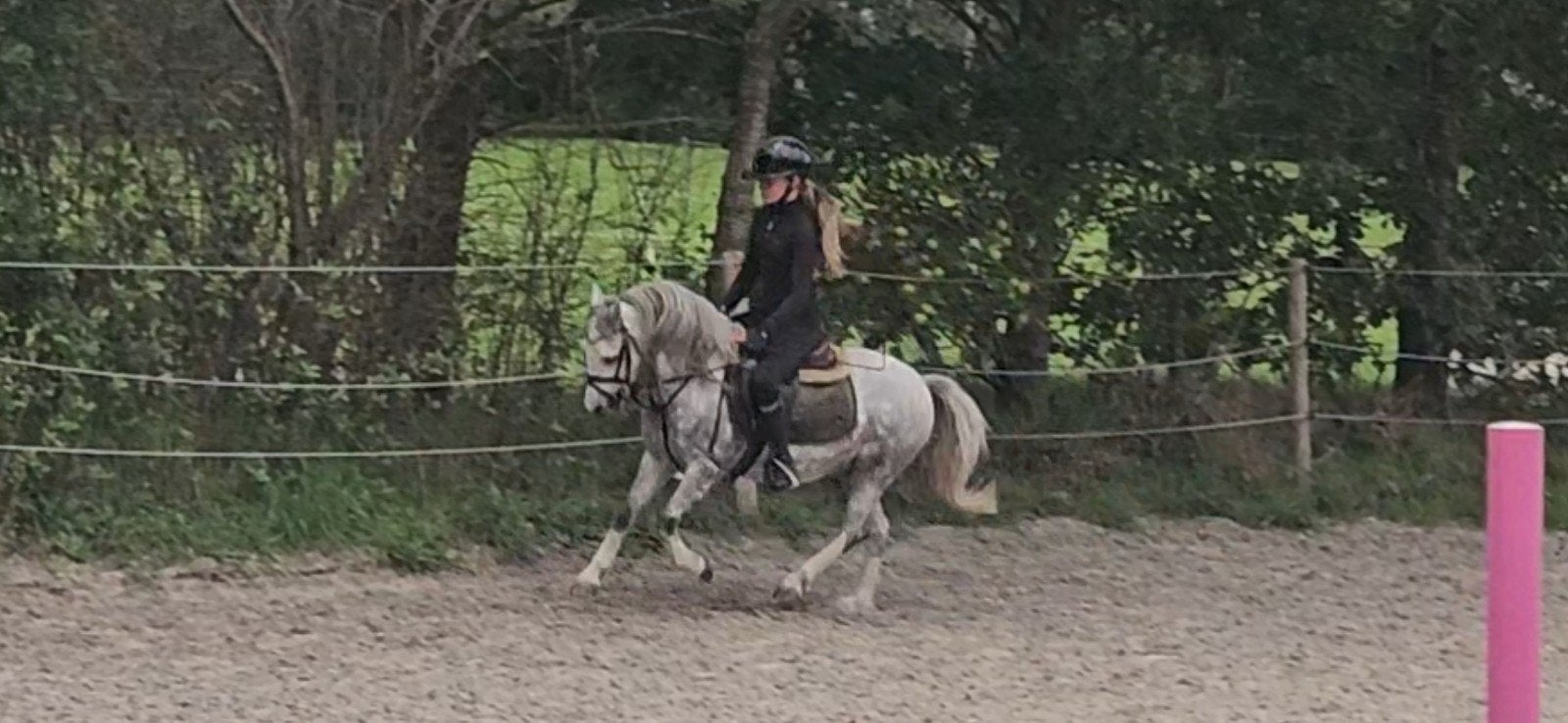 Lieve B welshpony ruin, Met stamboom, B, Ruin, 3 tot 6 jaar