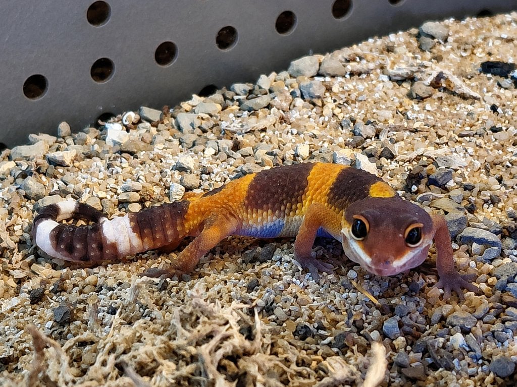 Prachtige Luipaardgekko's (Eublepharis macularius), Dieren en Toebehoren, Reptielen en Amfibieën, Hagedis, 0 tot 2 jaar