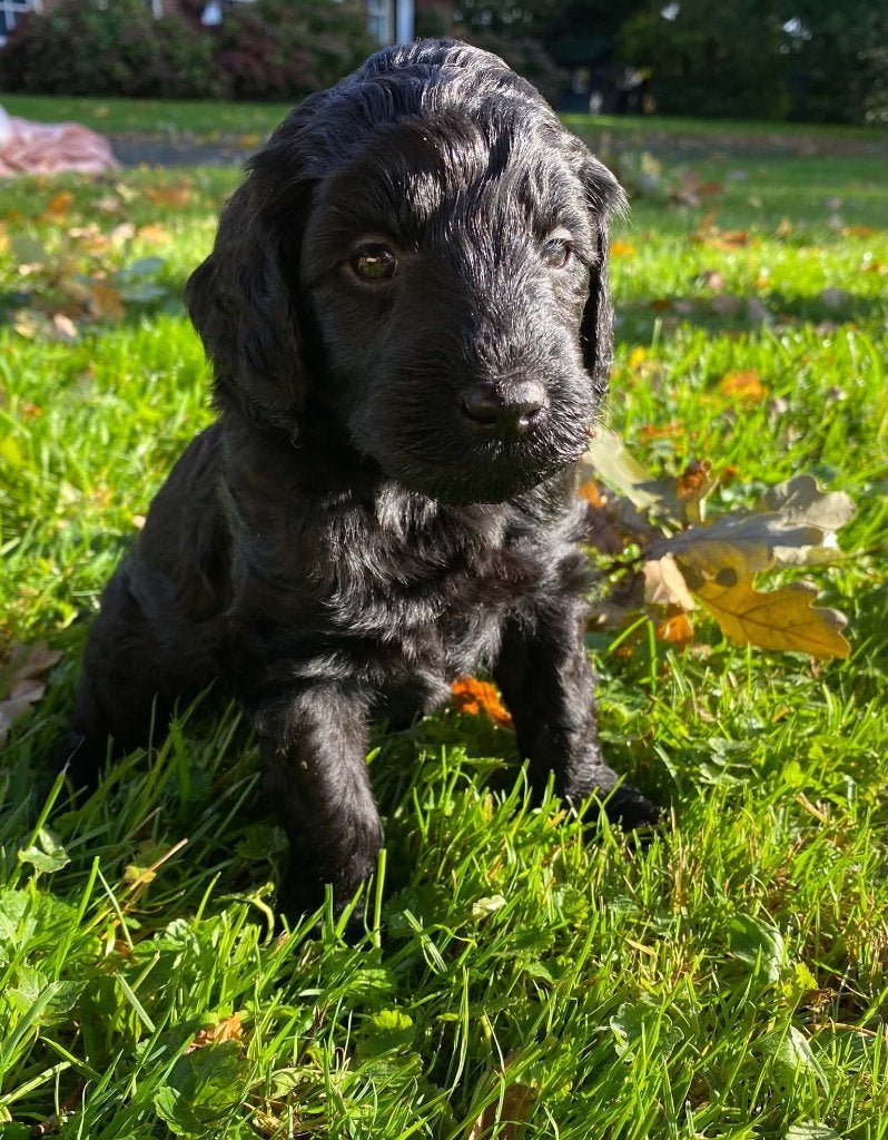 1  zwart   labradoodle  pup  teefje  zoekt nog een baasje, Overige rassen, CDV (hondenziekte), 8 tot 15 weken, Meerdere