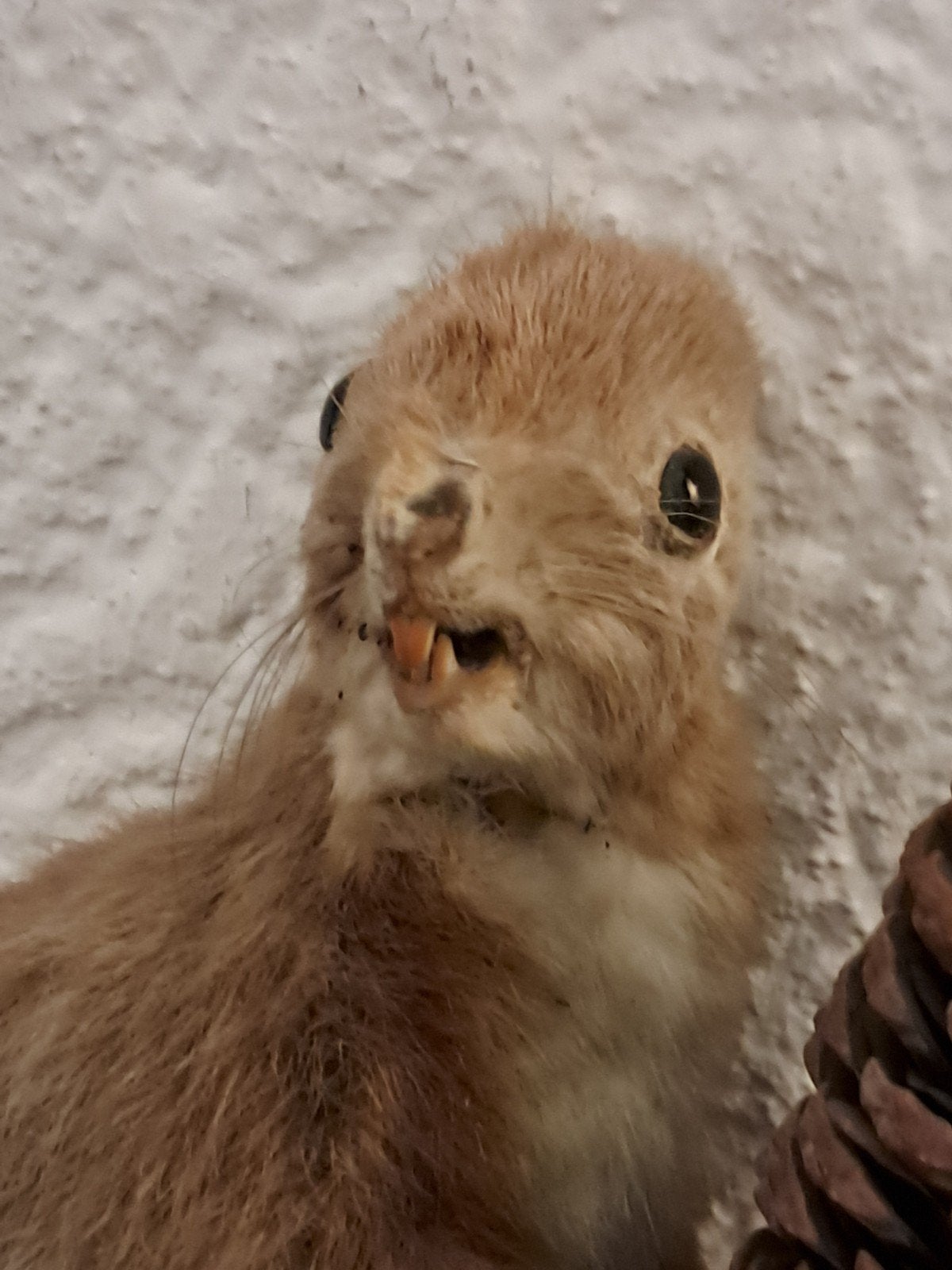 Opgezette Eekhoorn (Sciurus vulgaris) - Taxidermie, Ophalen of Verzenden, Gebruikt, Wild dier, Opgezet dier