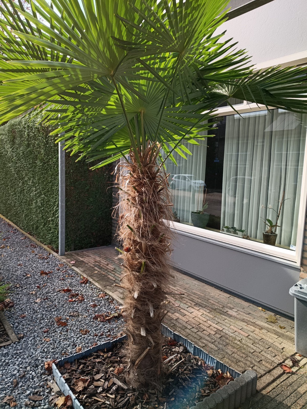 Mooie Palmboom - Ideaal voor tuin of terras, Tuin en Terras, Bloeit niet, 100 tot 250 cm, Palmboom, Ophalen