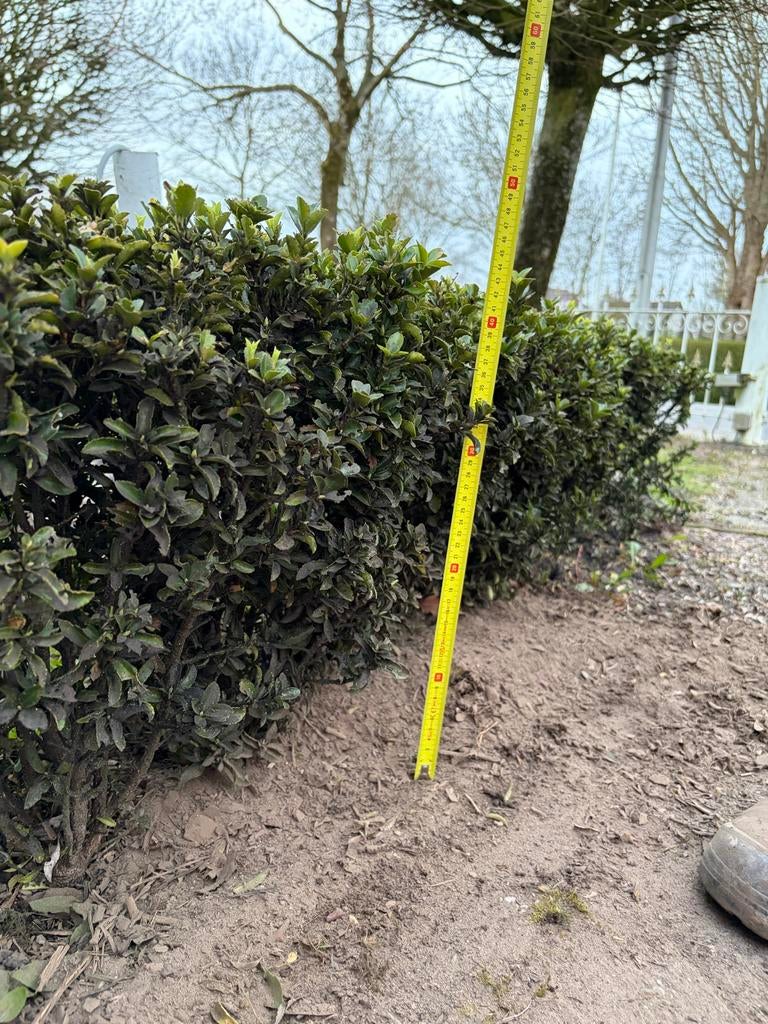 Japanse hulst (Ilex crenata) - Zelf uitgraven, Tuin en Terras, Planten | Tuinplanten, Vaste plant, Bloeit niet, Halfschaduw, Ophalen