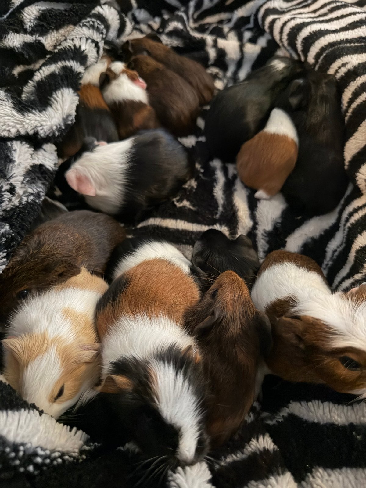 Cavia babys, Dieren en Toebehoren, Cavia, Augustus, Meerdere dieren, Tam