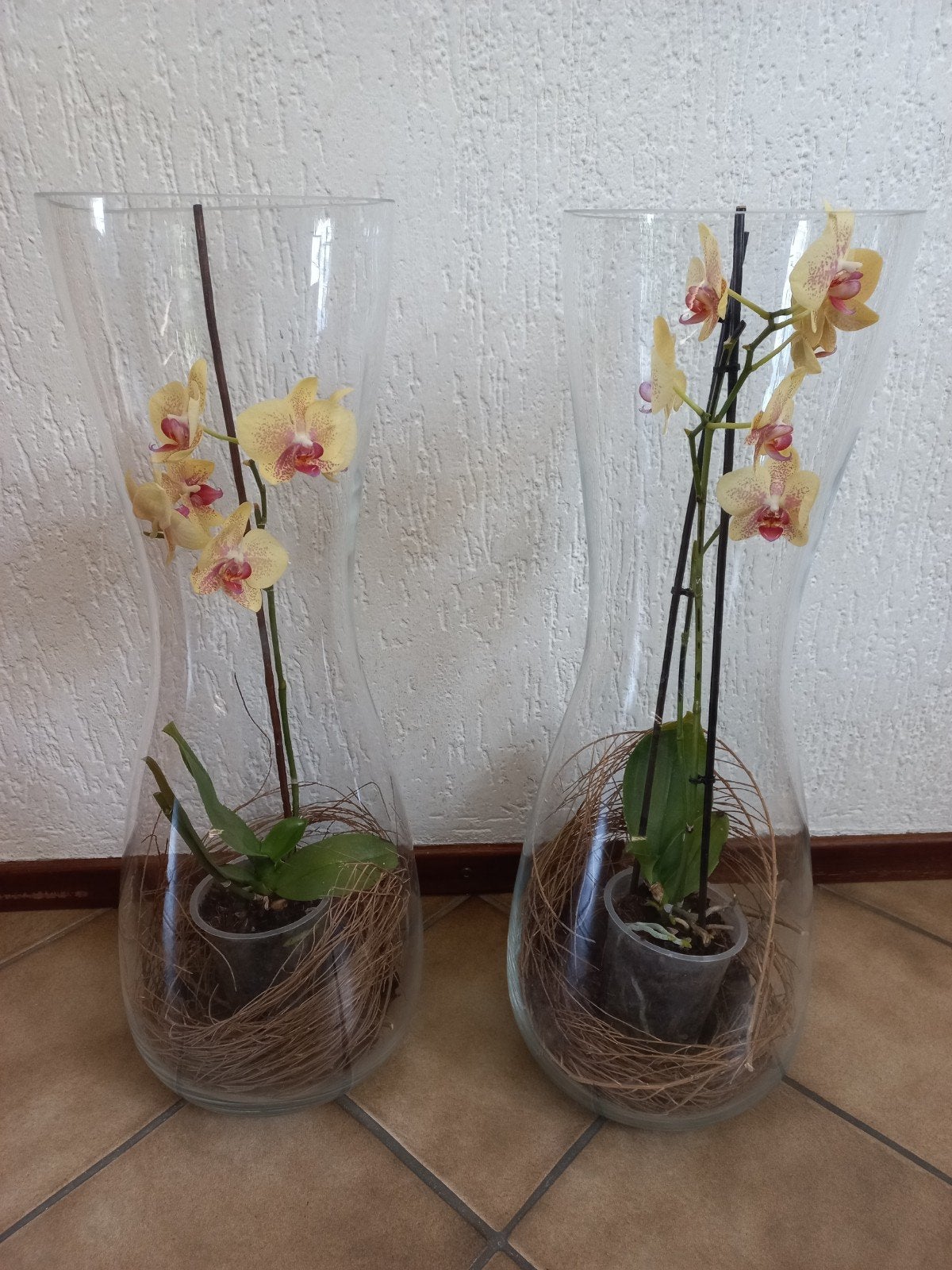 orichidee phalaenopsis in vaas van 65x22cm , prijs per stuk, Ophalen, Overige soorten, Halfschaduw, Minder dan 100 cm